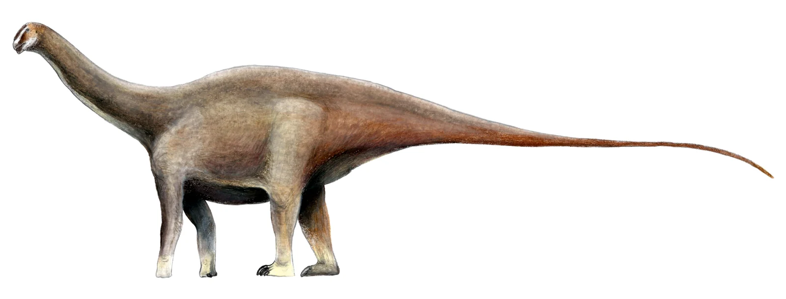 Amazonsaurus maranhensis
