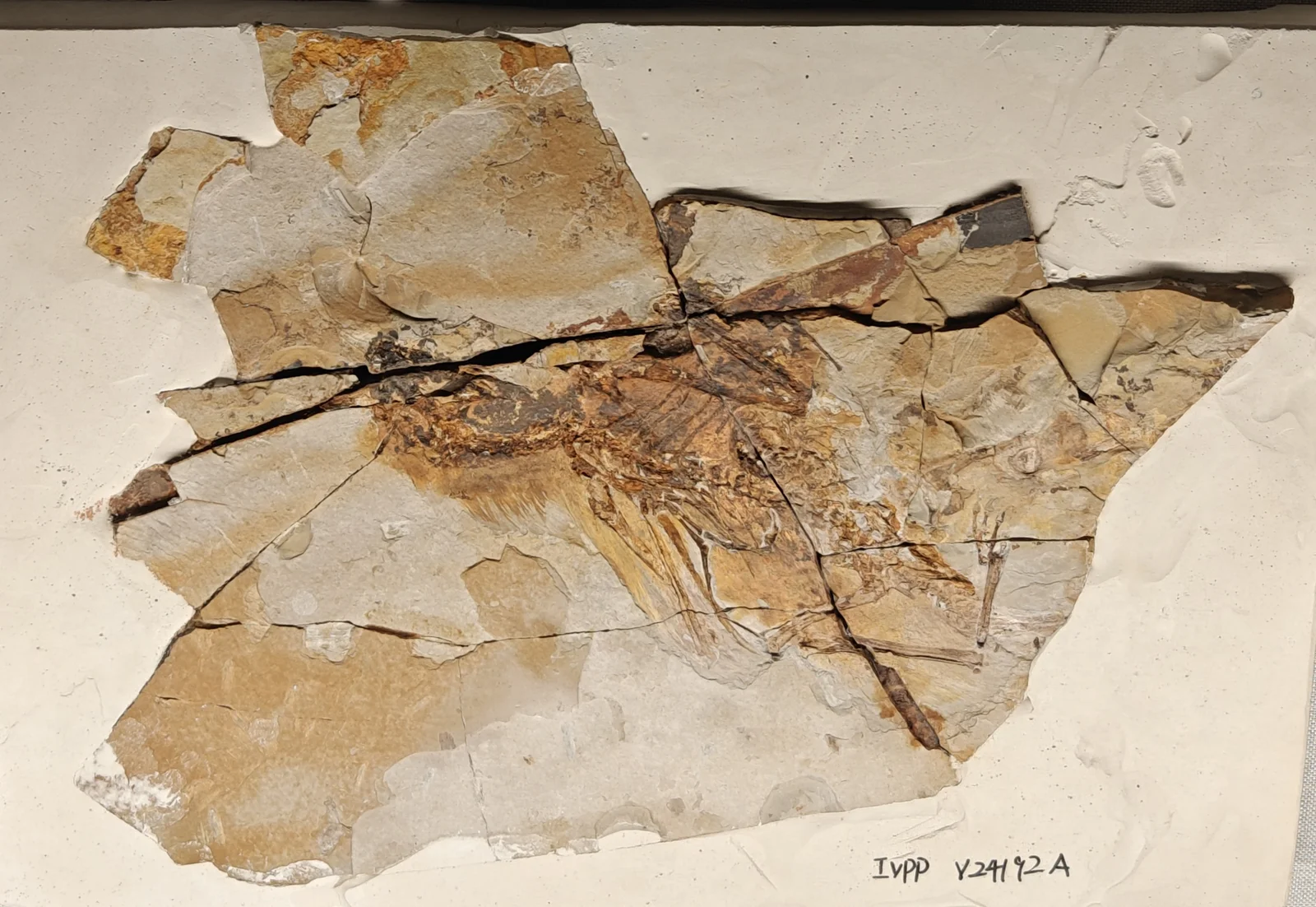 Ambopteryx longibrachium