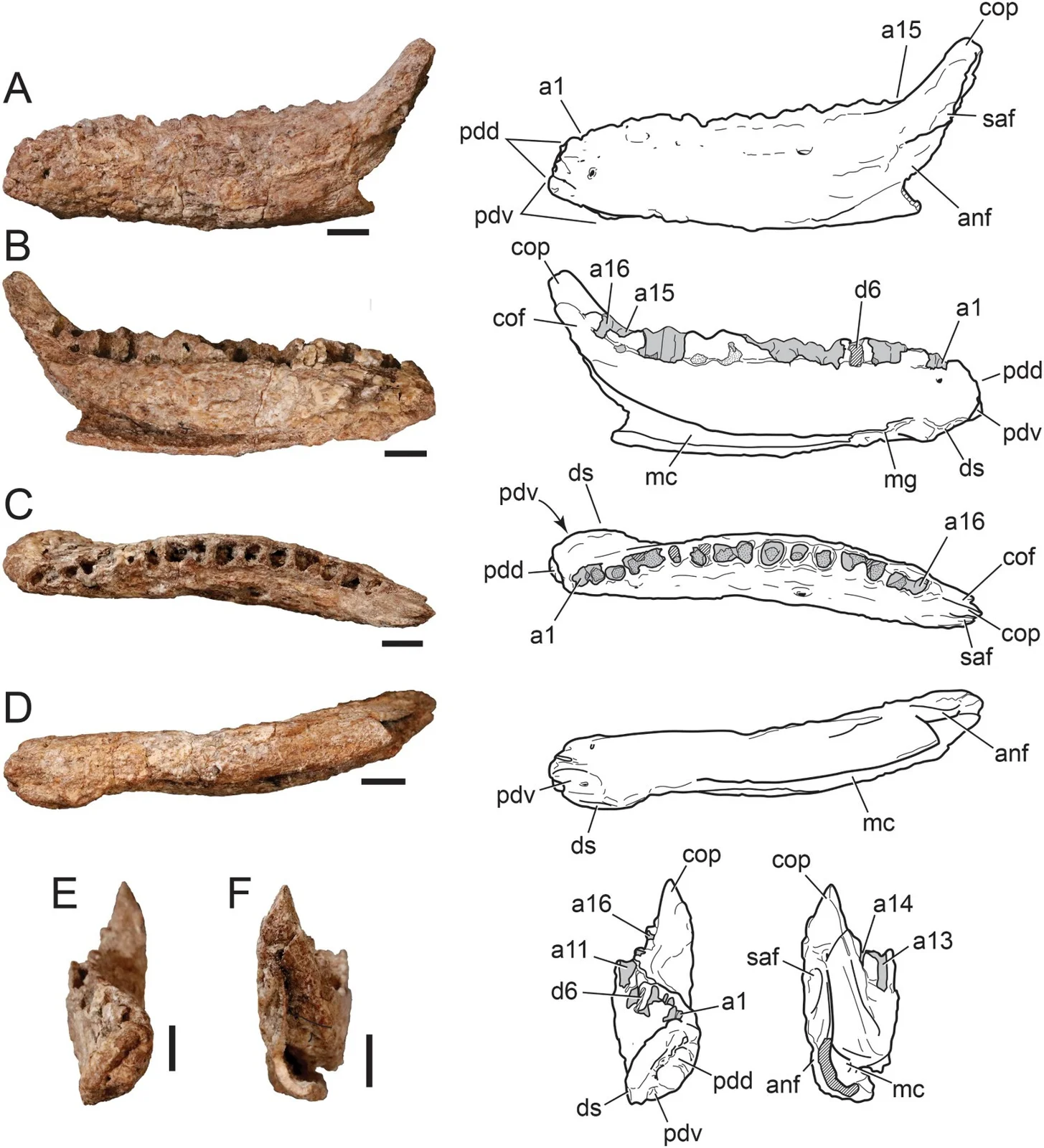 Ampelognathus coheni
