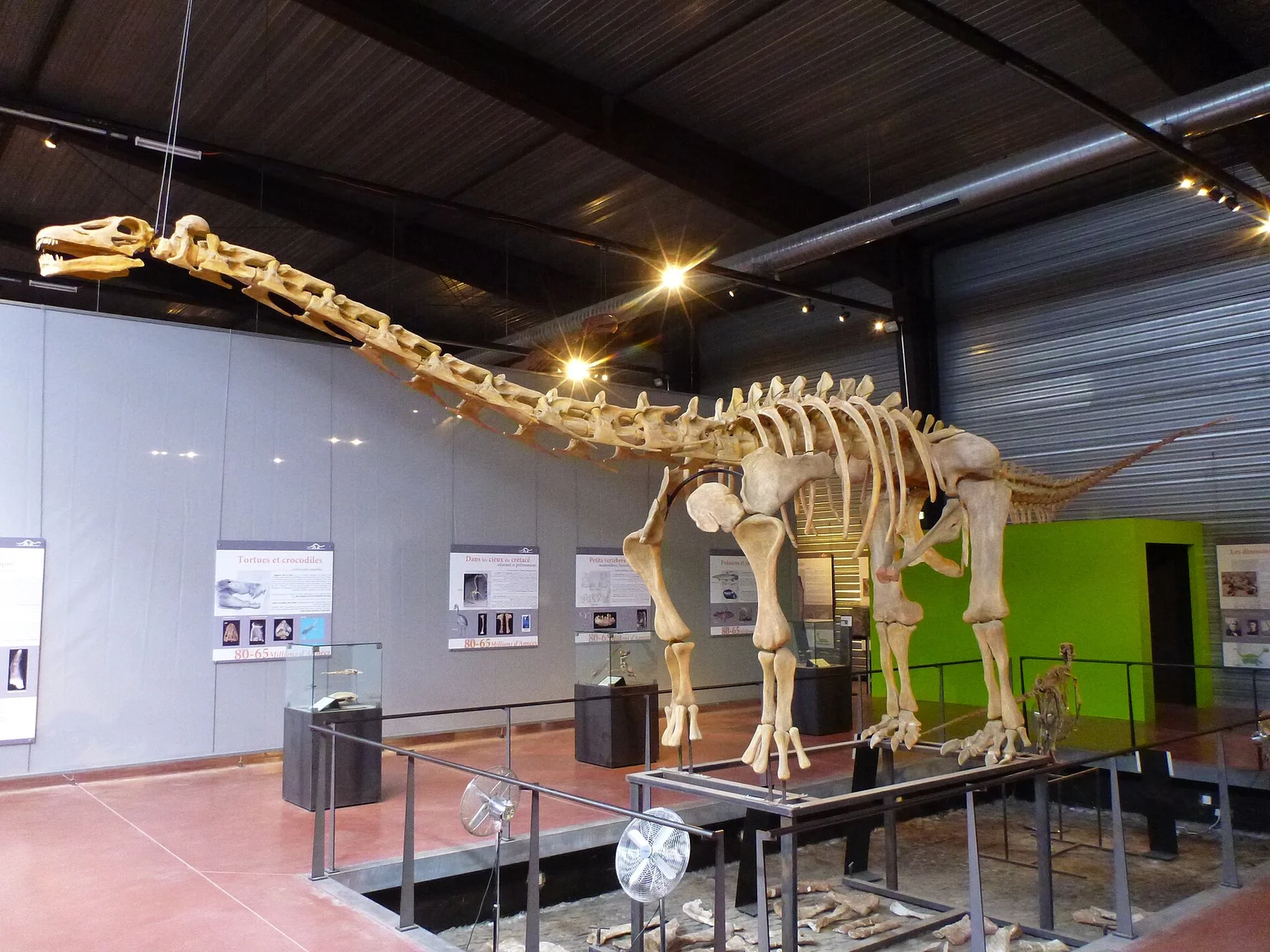 Ampelosaurus atacis