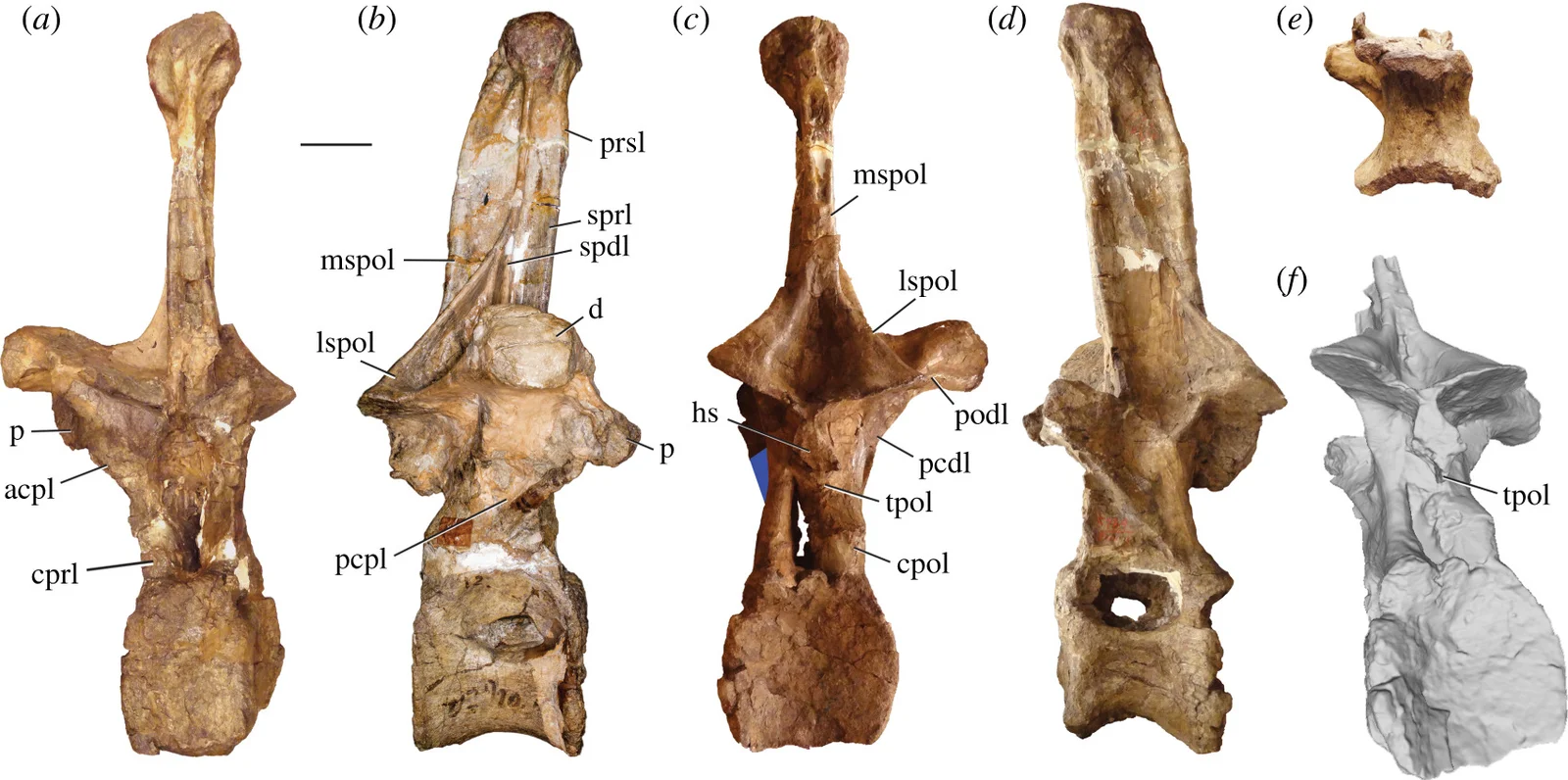 Amphicoelias altus