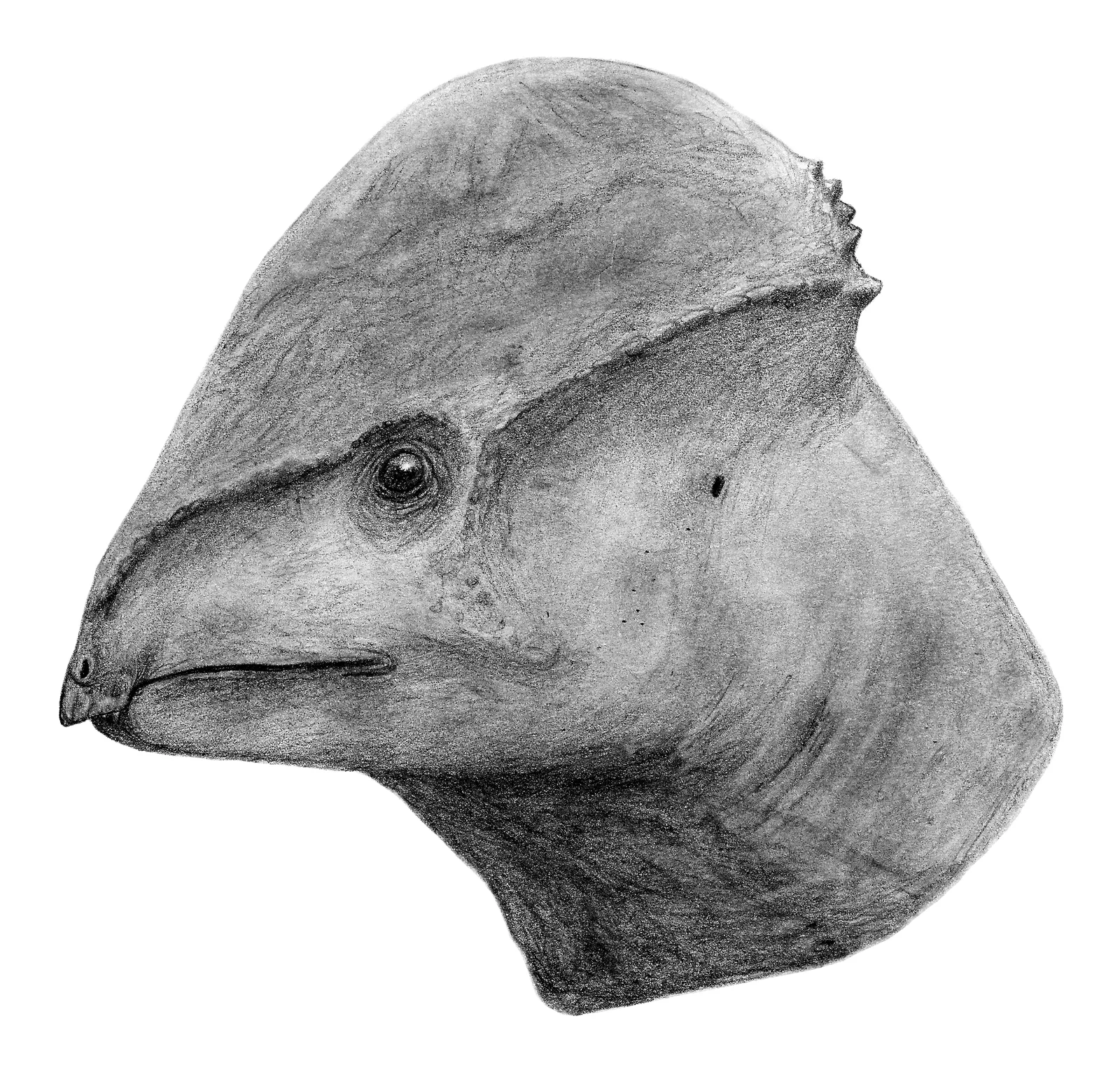 Amtocephale gobiensis