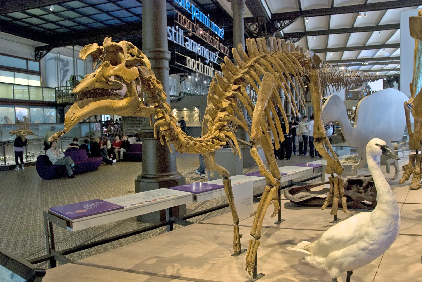 Amurosaurus riabinini