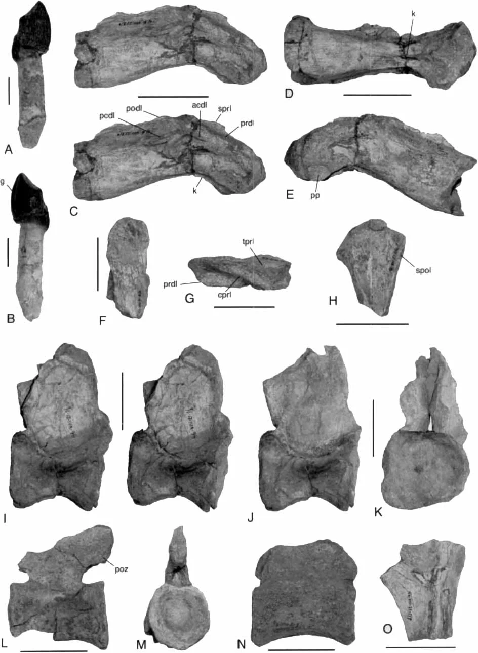 Amygdalodon patagonicus