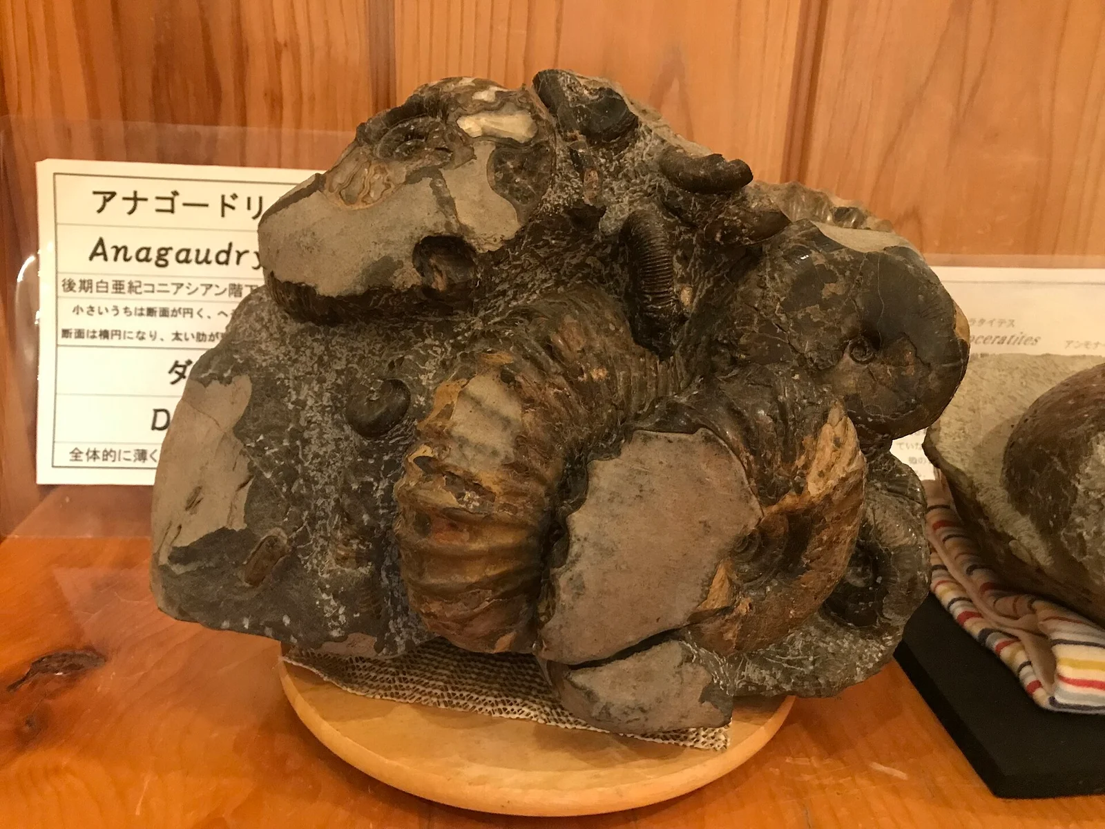 Anagaudryceras sacya