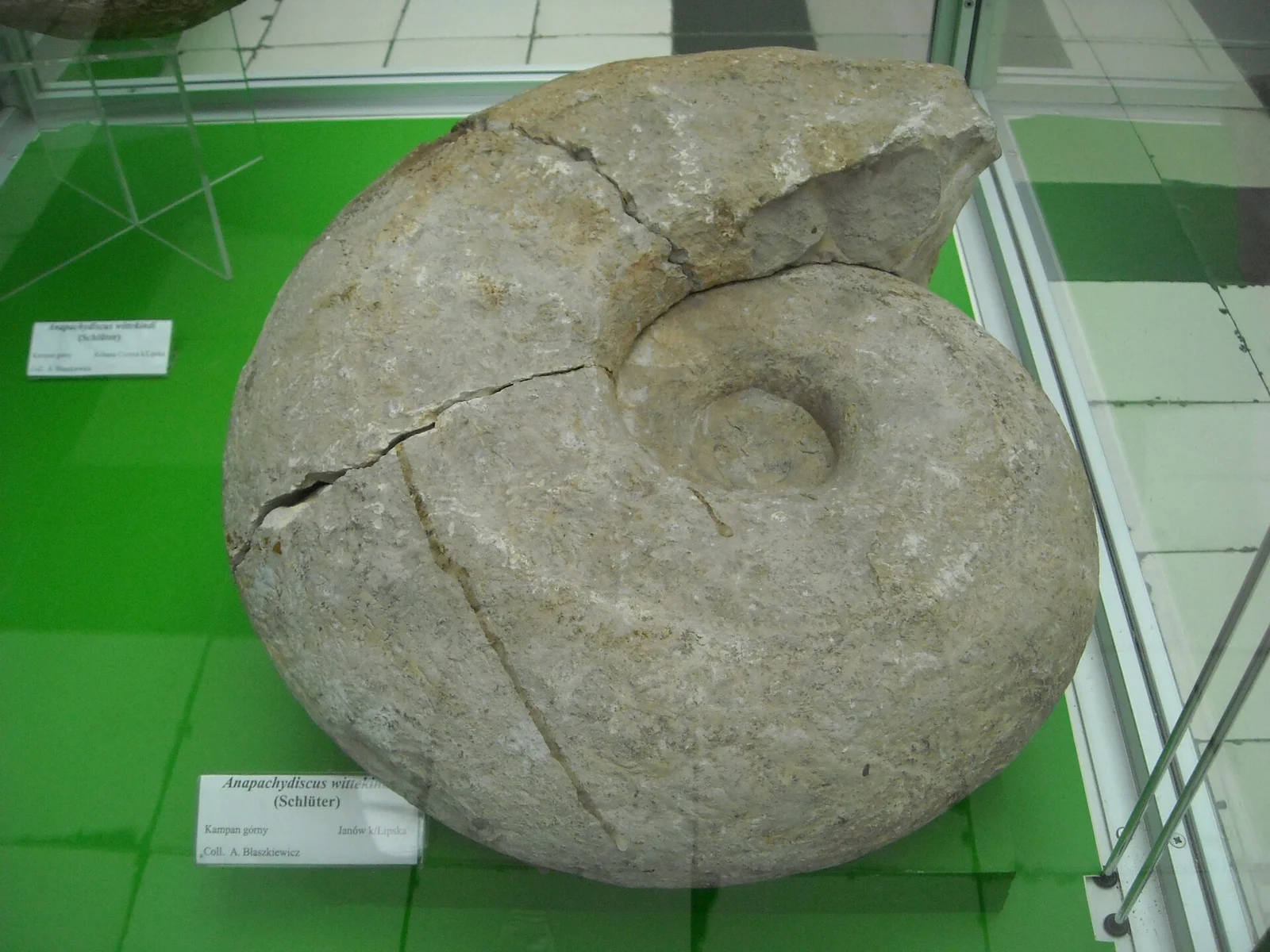 Anapachydiscus nelchinensis