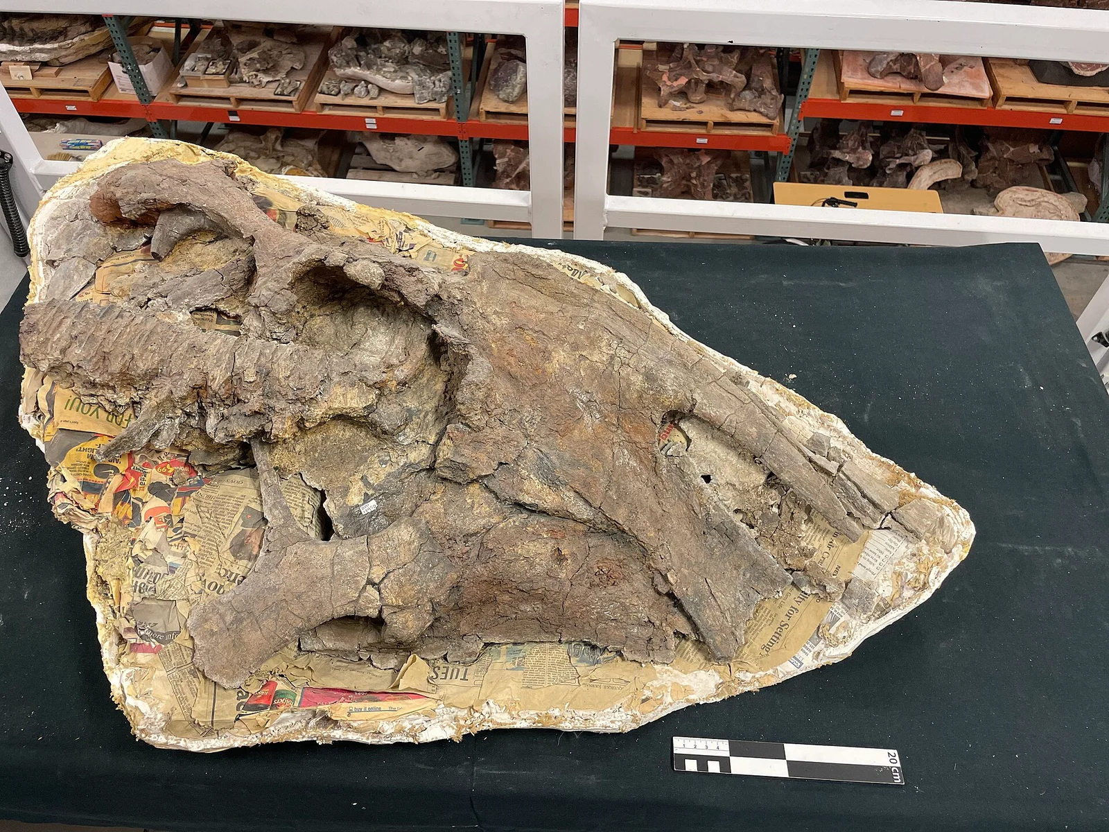Anasazisaurus horneri