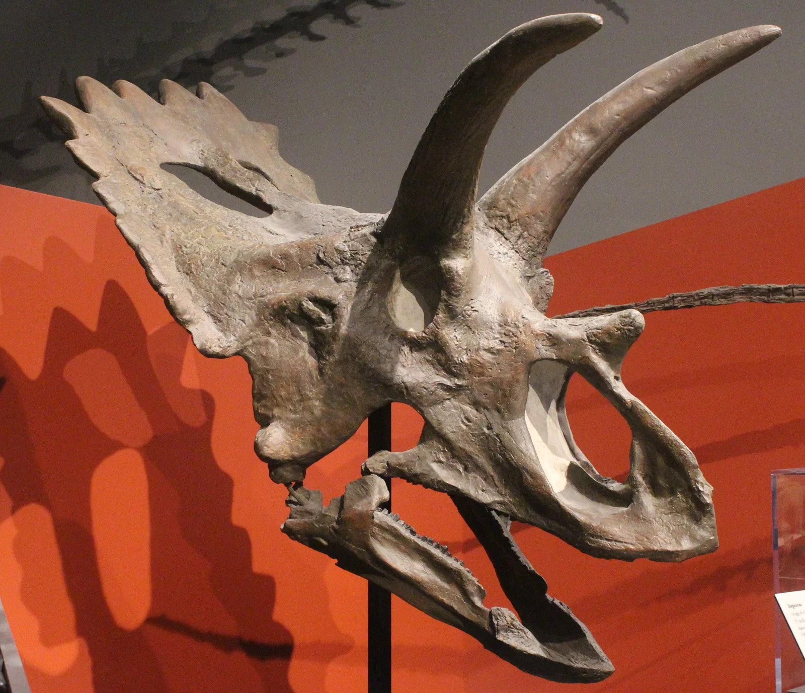 Anchiceratops ornatus