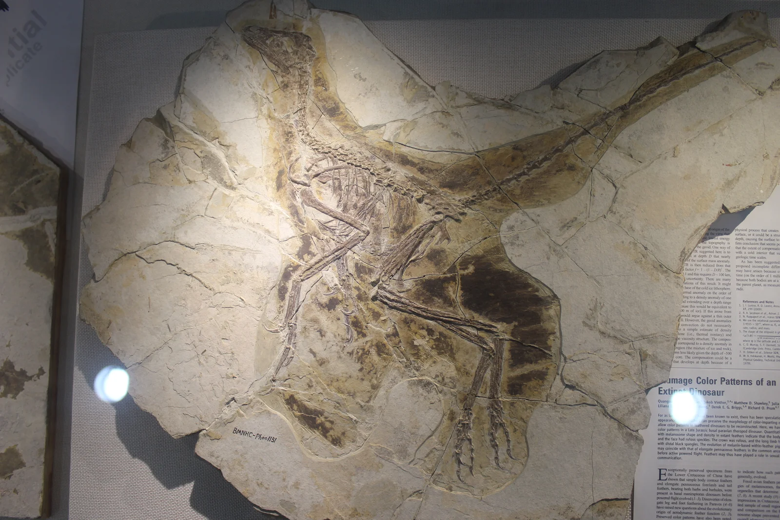 Anchiornis huxleyi