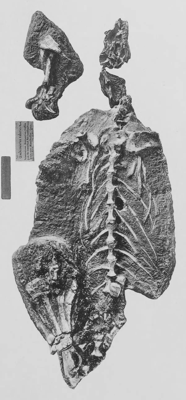 Anchisaurus polyzelus