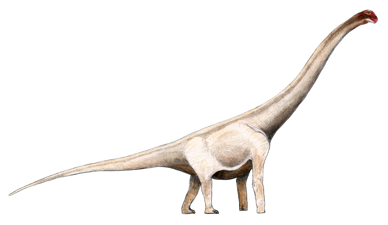 Angolatitan adamastor