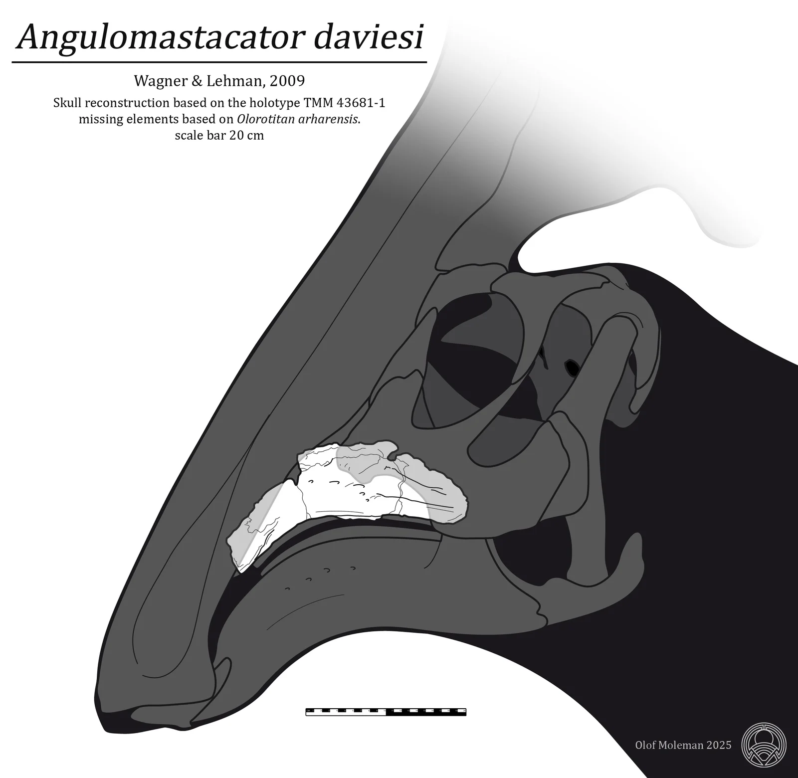 Angulomastacator daviesi