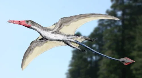 Angustinaripterus longicephalus