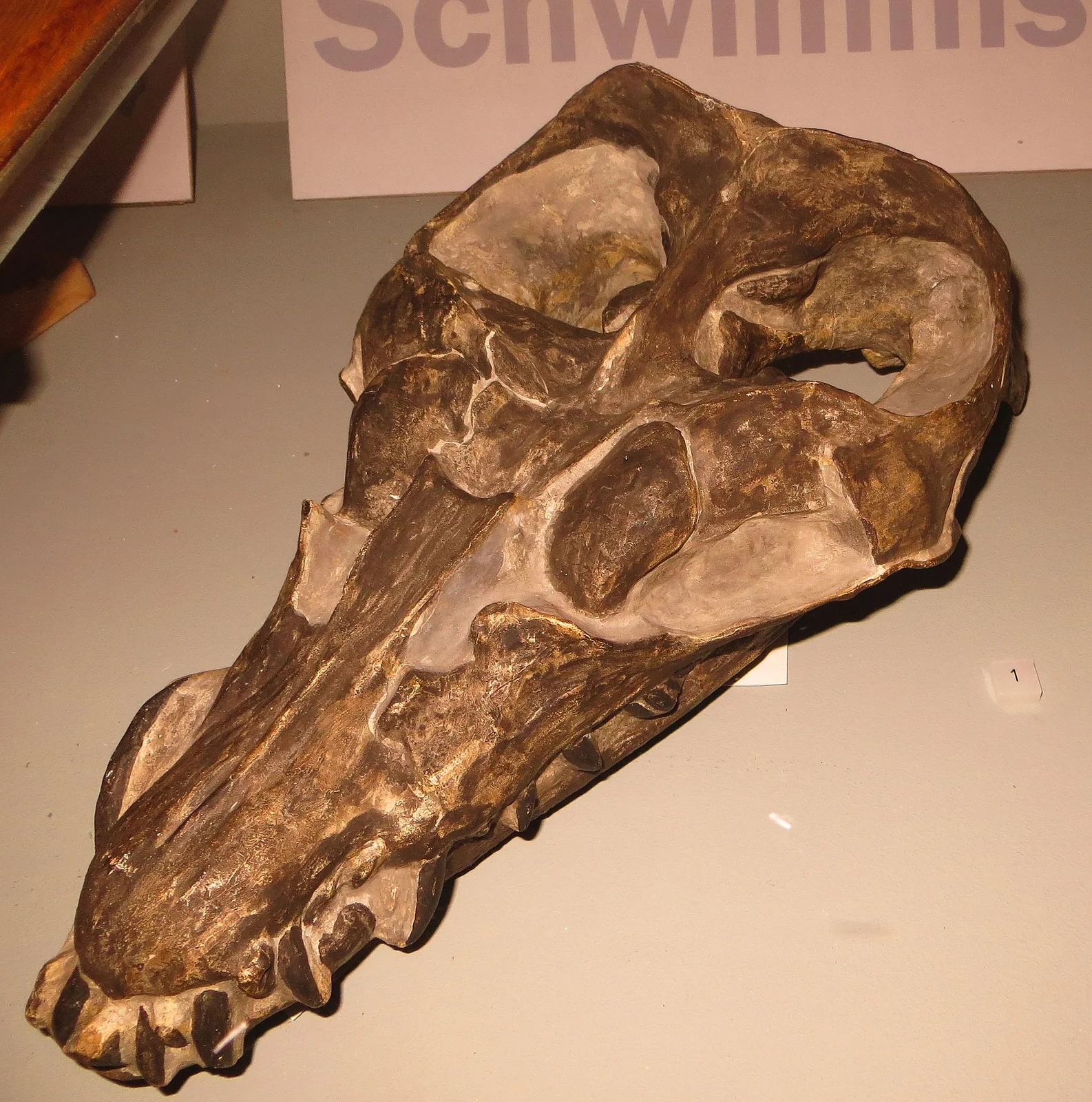 Anningasaura lymense