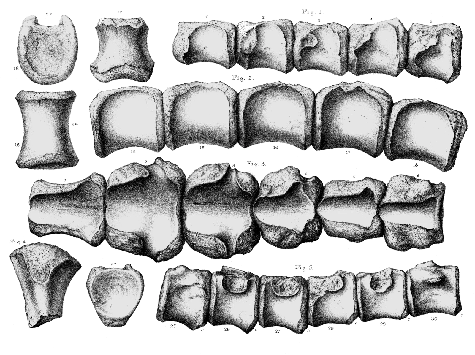 Anoplosaurus curtonotus