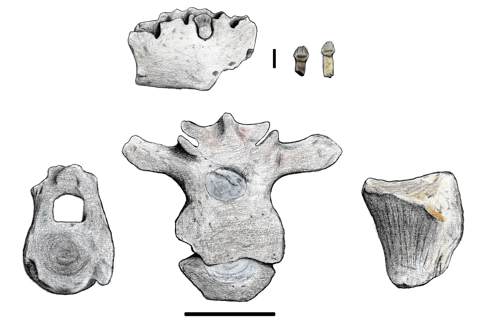Antarctopelta oliveroi