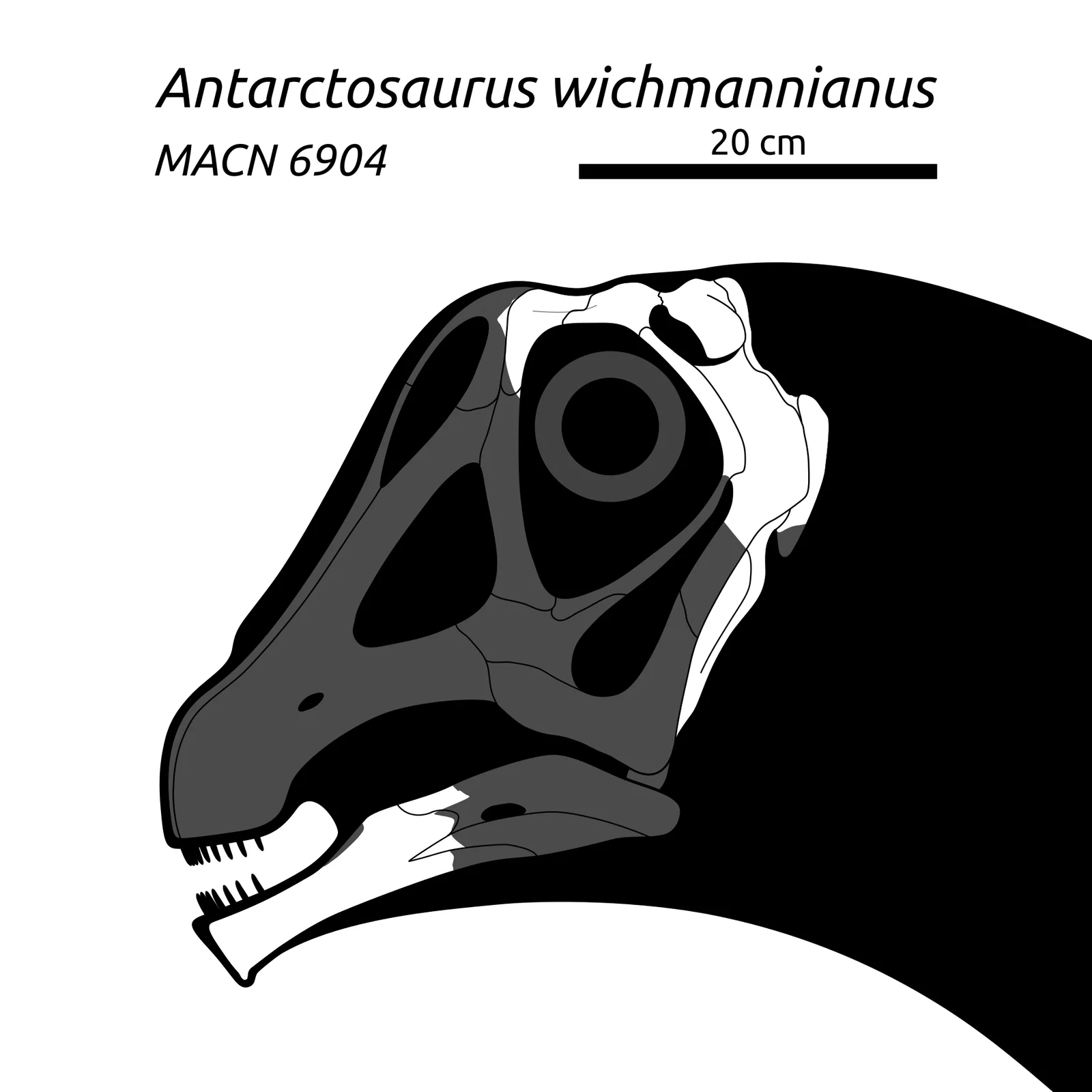 Antarctosaurus wichmannianus