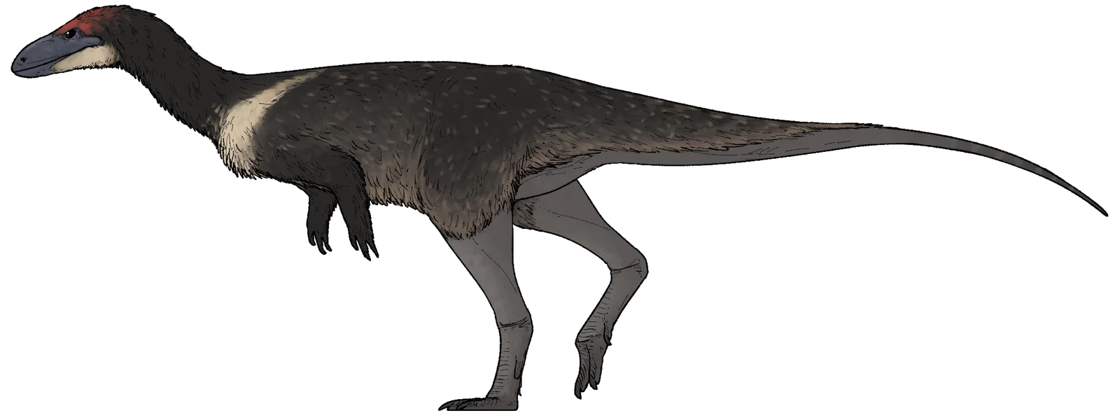 Anteavis crurilongus