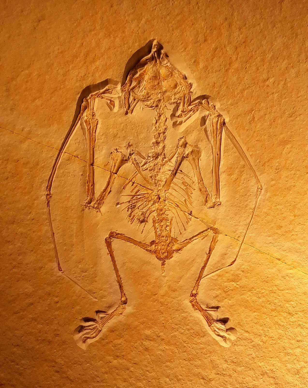 Anurognathus ammoni