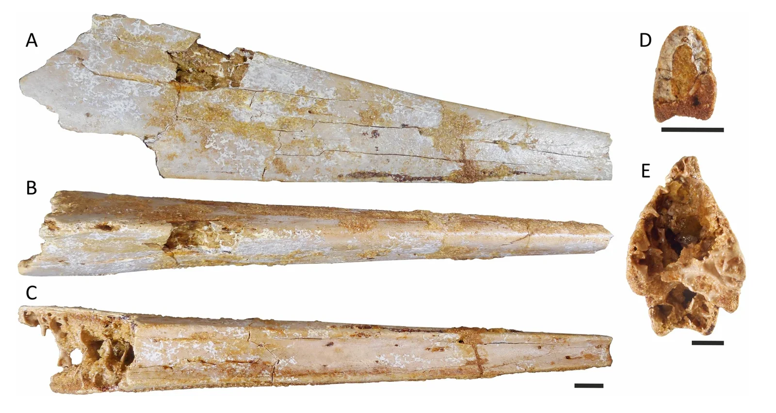 Apatorhamphus gyrostega