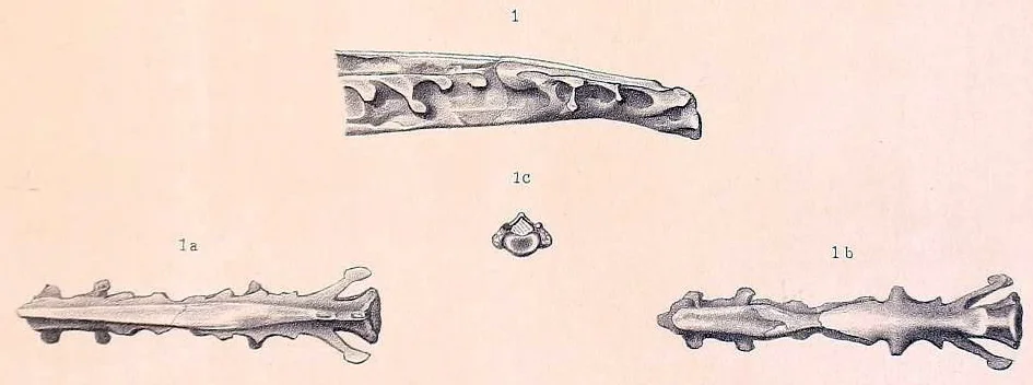 Apatornis celer