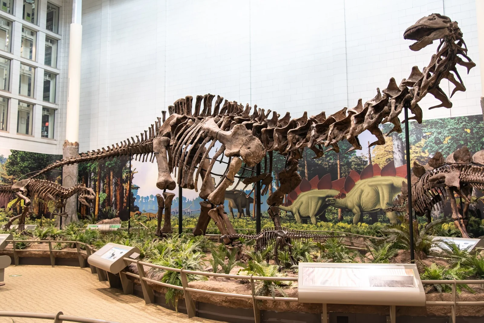 Apatosaurus louisae