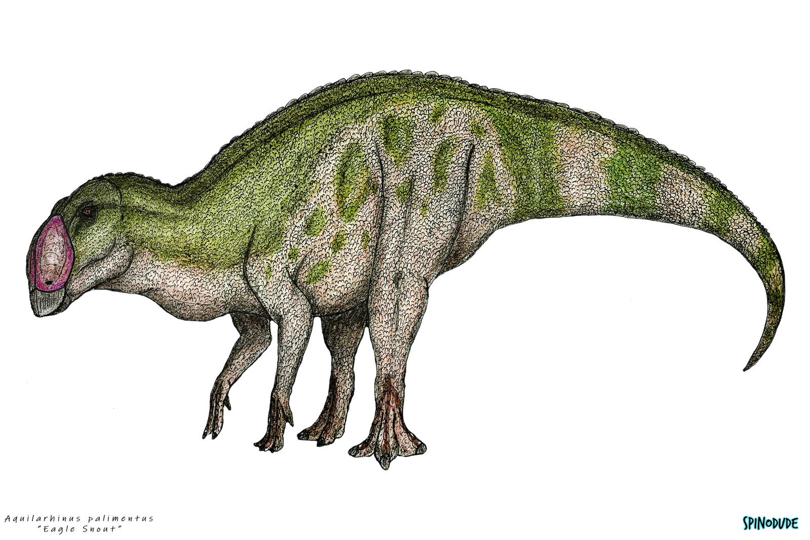 Aquilarhinus palimentus