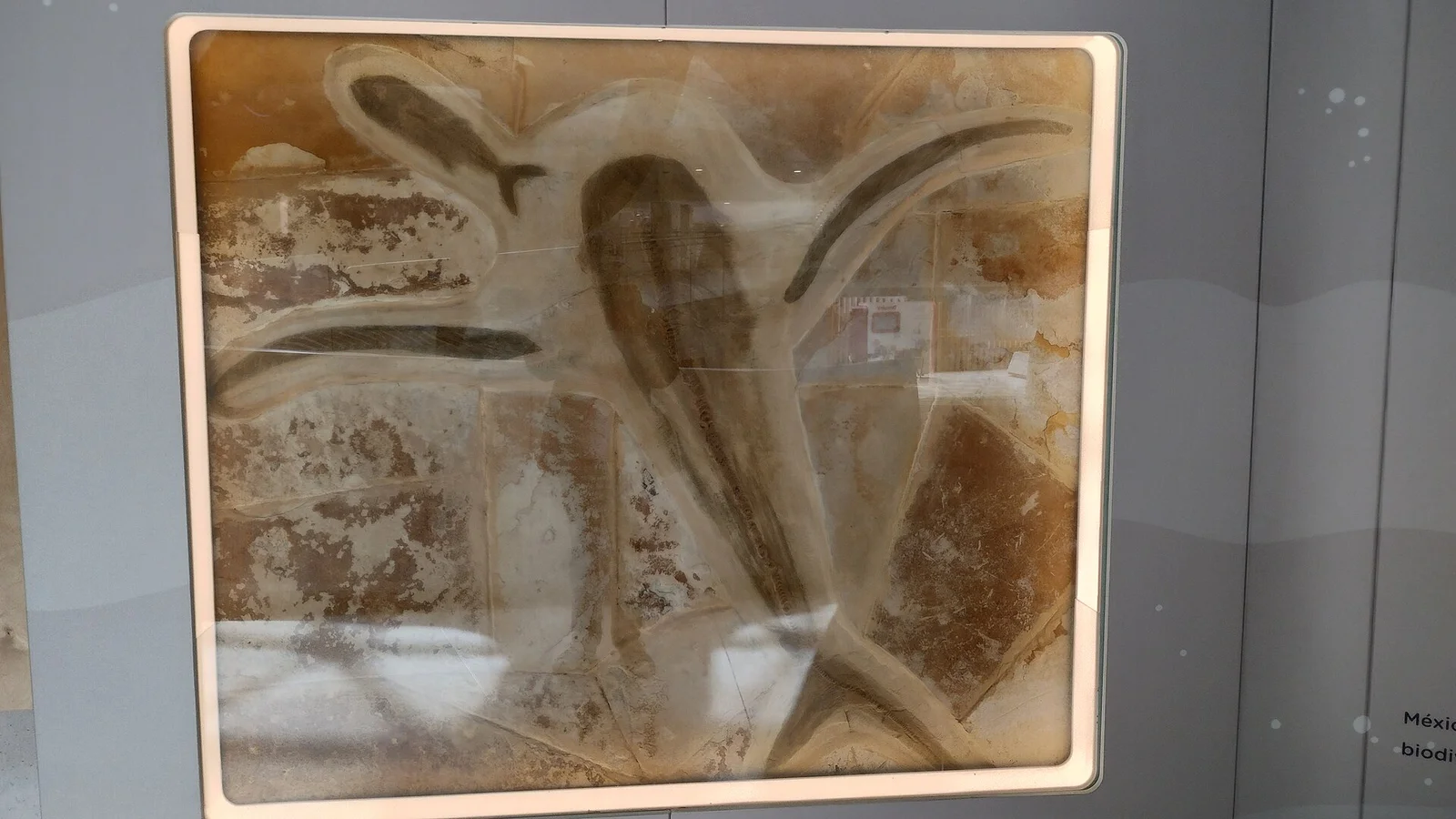 Aquilolamna milarcae