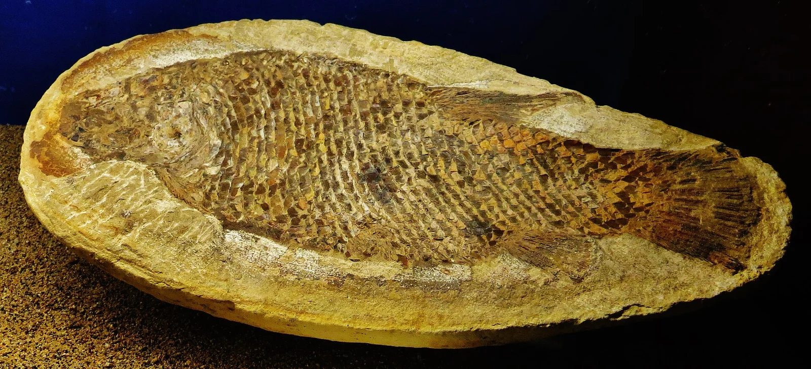 Araripelepidotes temnurus