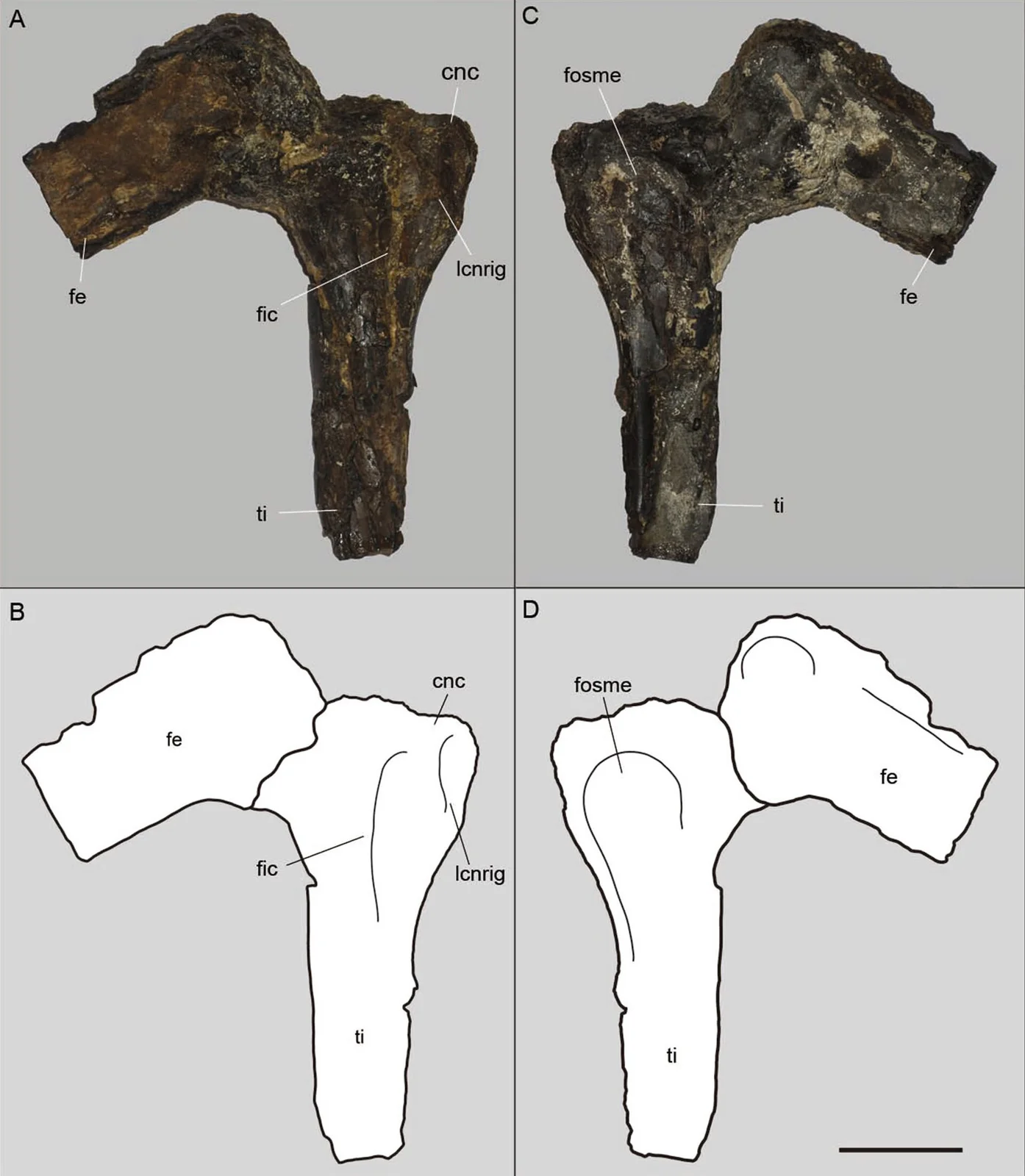 Aratasaurus museunacionali
