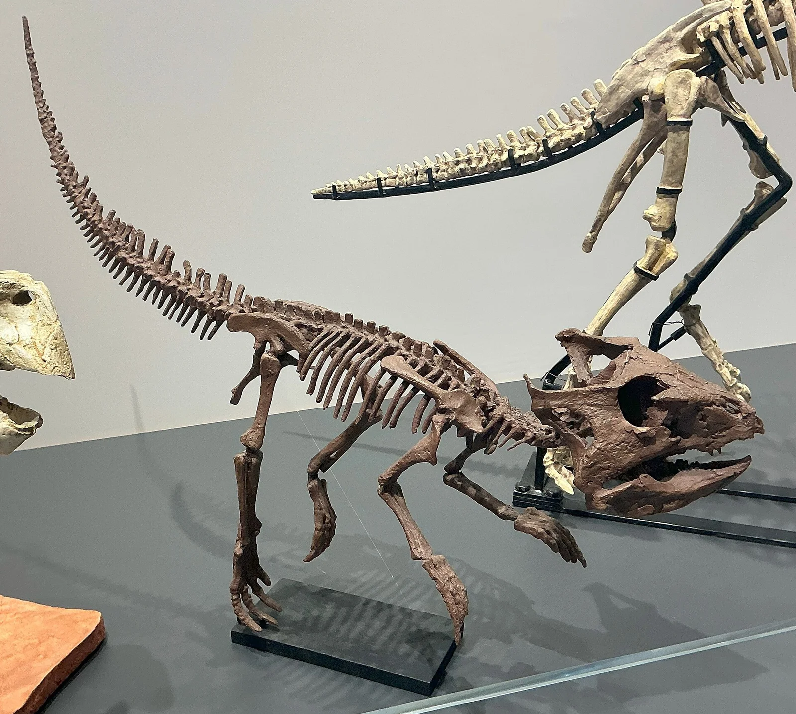Archaeoceratops yujingziensis