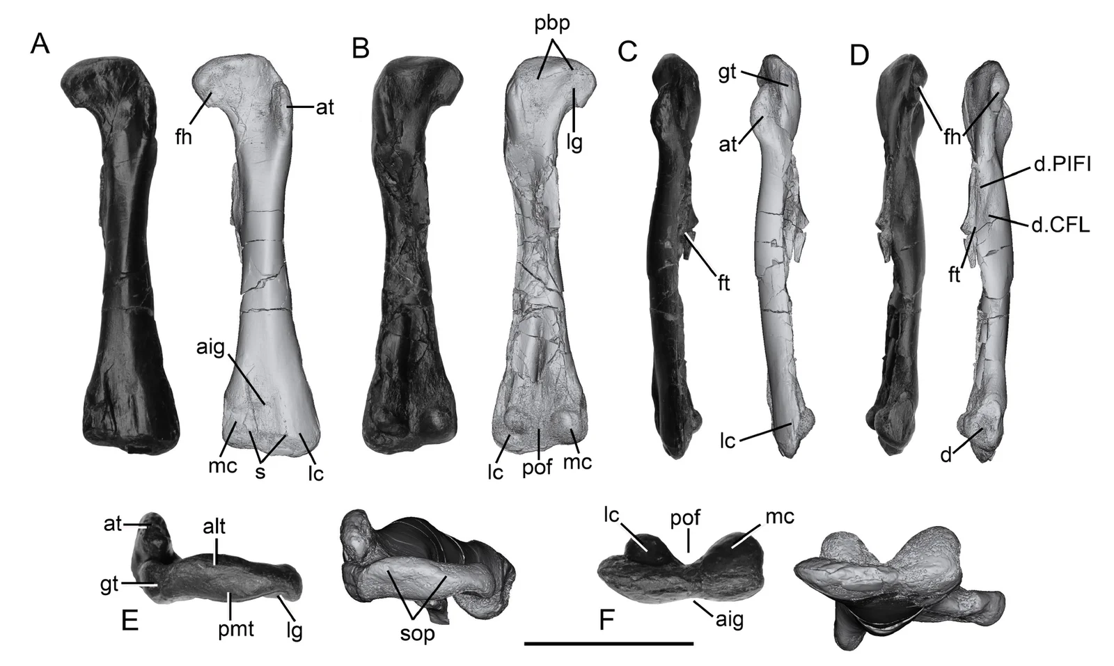 Archaeocursor asiaticus