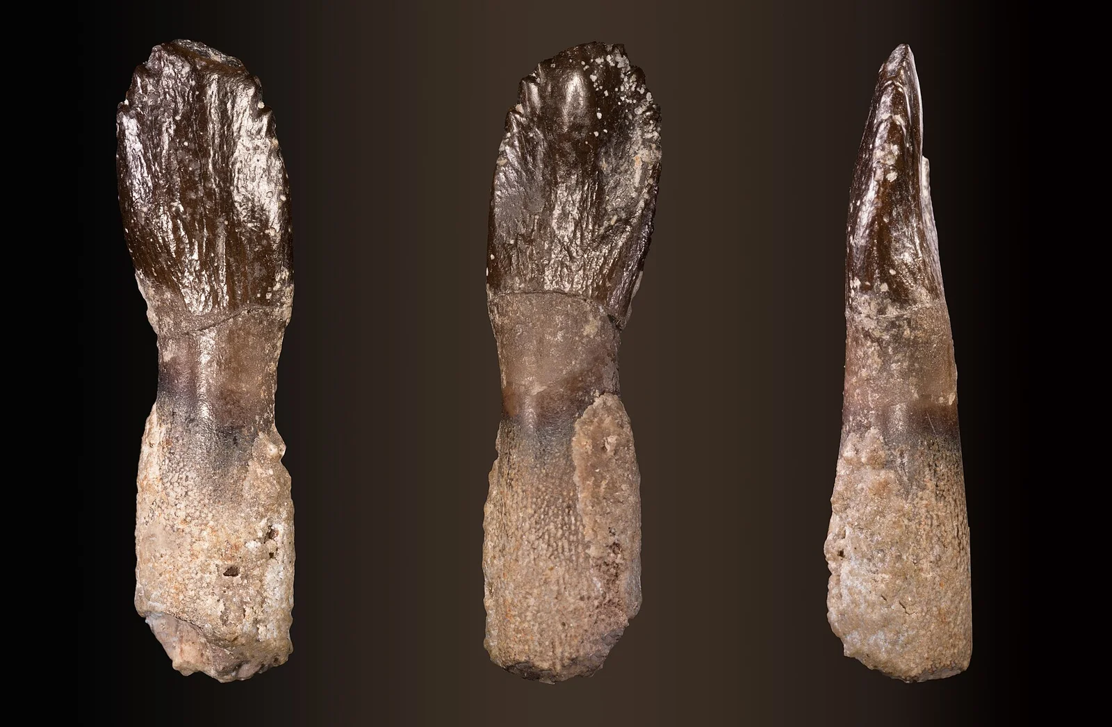 Archaeodontosaurus descouensi