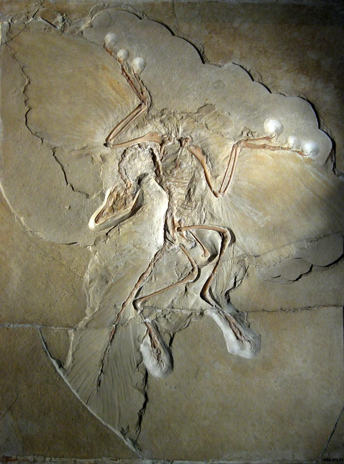 Archaeopteryx albersdoerferi