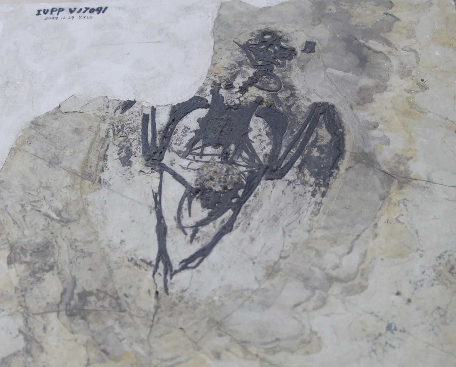 Archaeorhynchus spathula