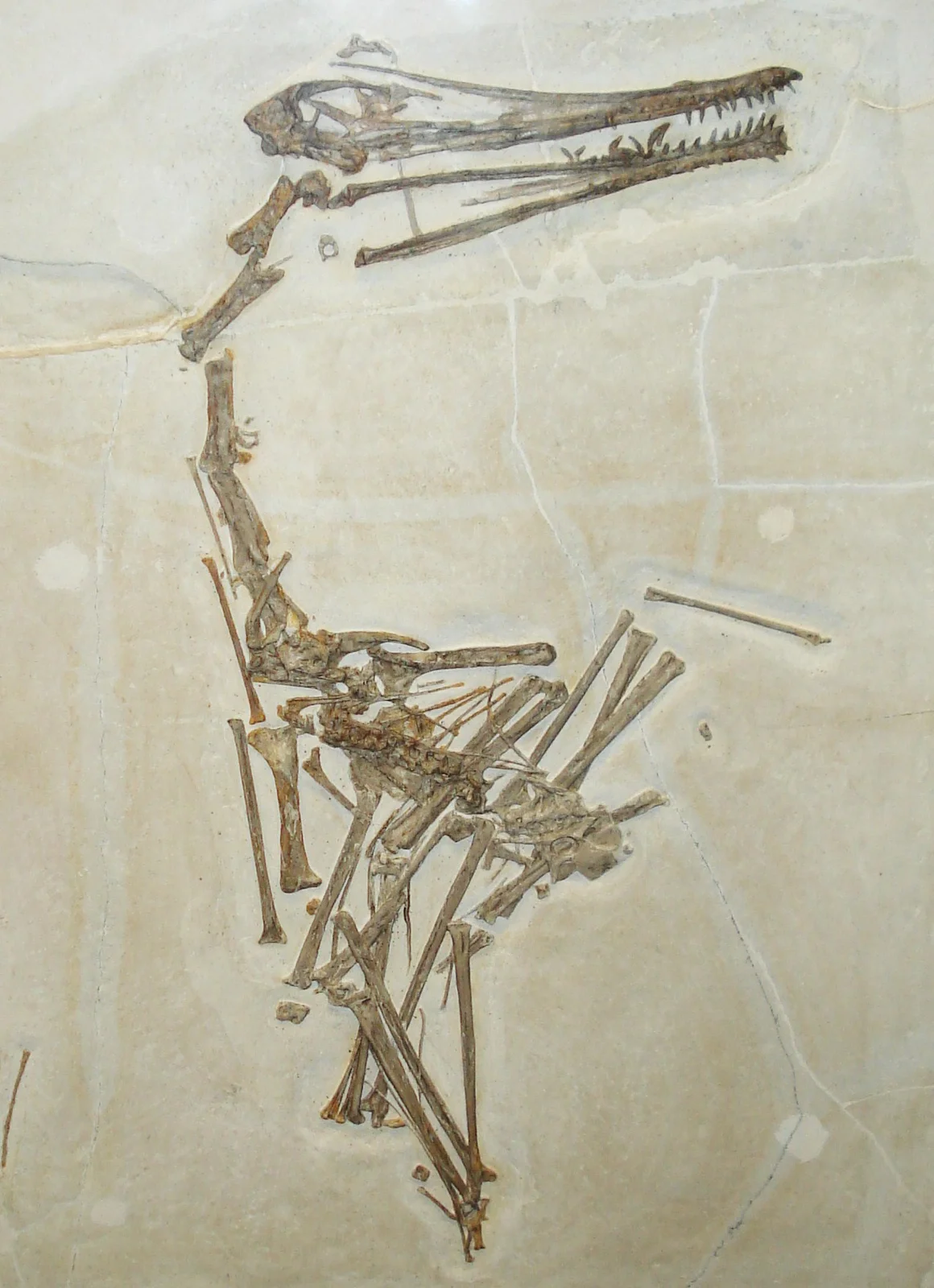 Ardeadactylus longicollum