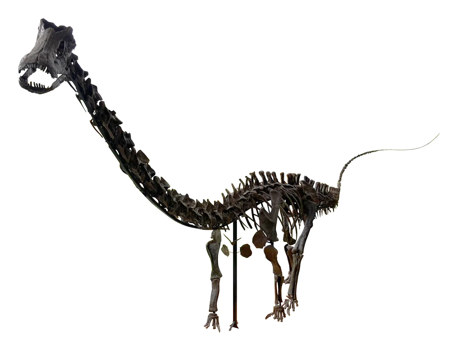 Ardetosaurus viator