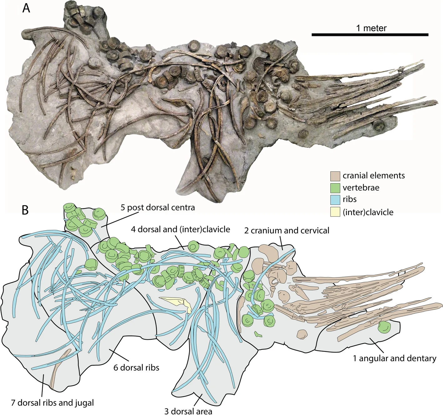 Argovisaurus martafernandezi