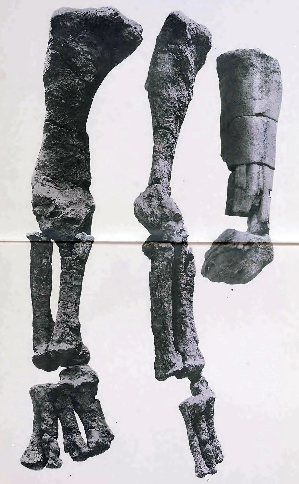 Argyrosaurus superbus