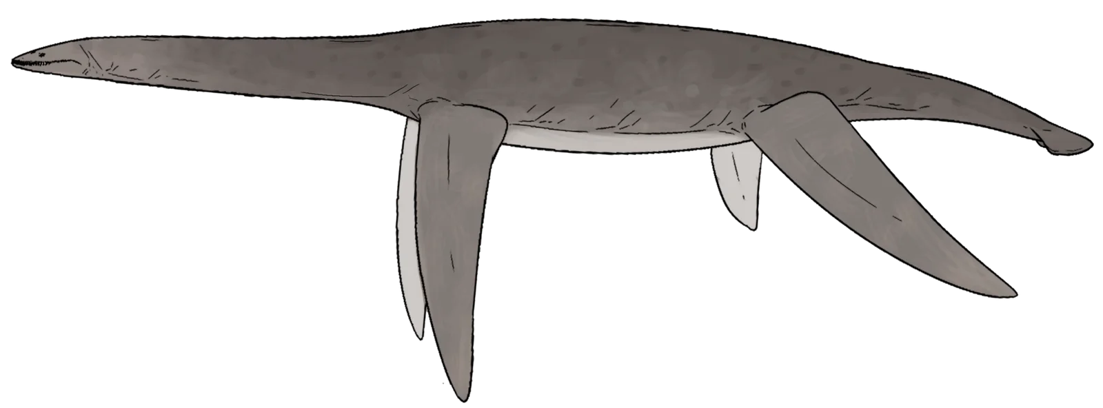 Aristonectes parvidens