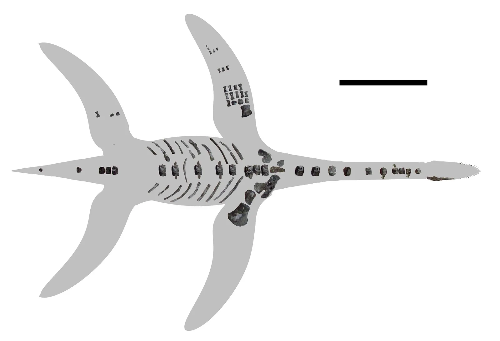 Arminisaurus schuberti
