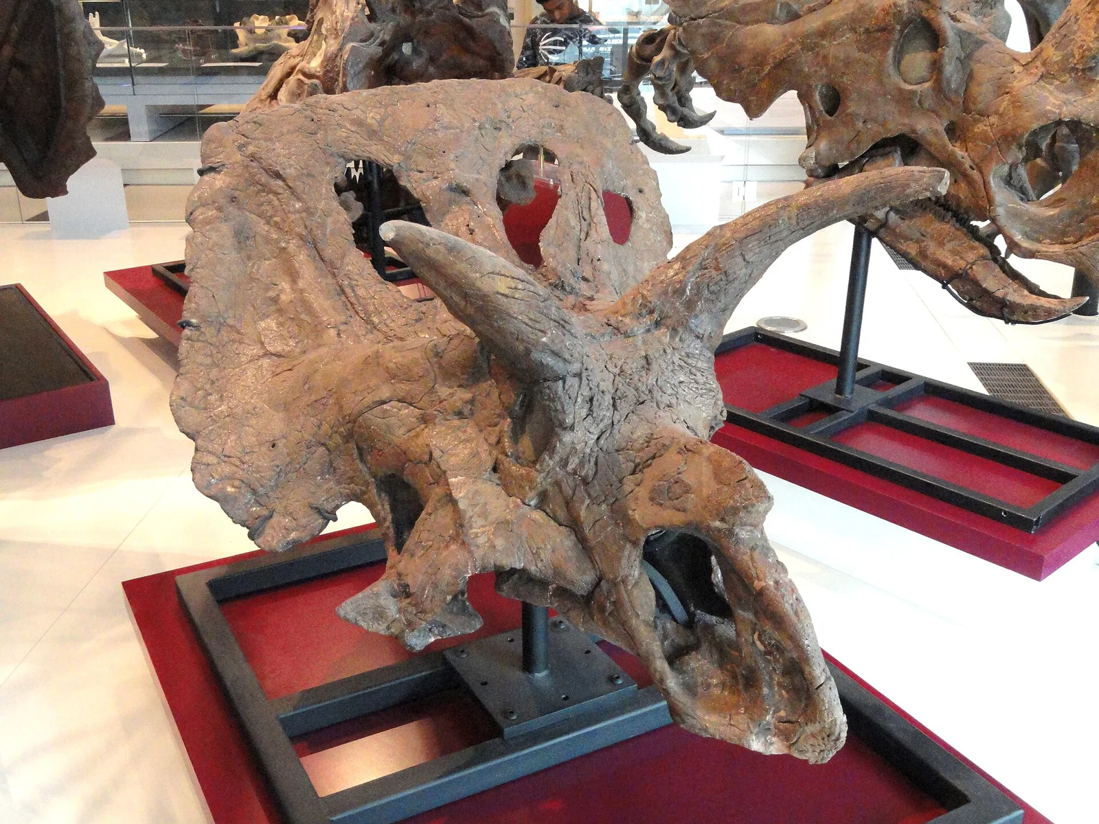 Arrhinoceratops brachyops