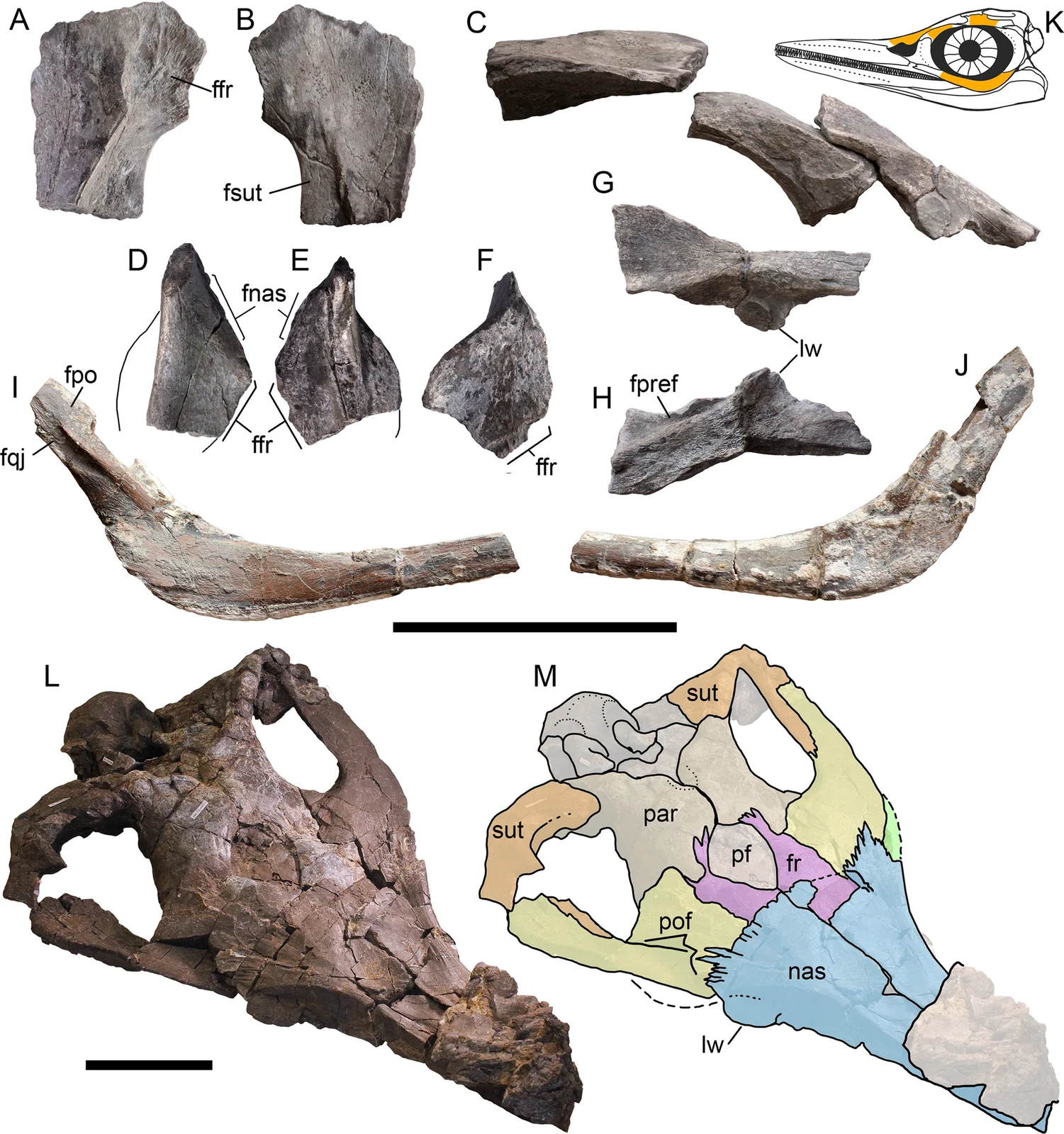 Arthropterygius volgensis