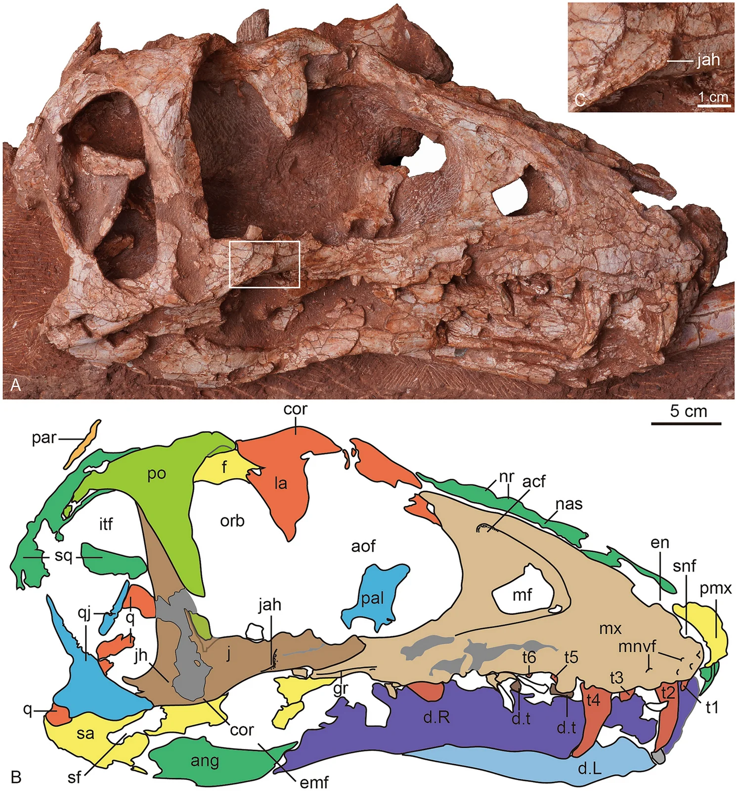 Asiatyrannus xui