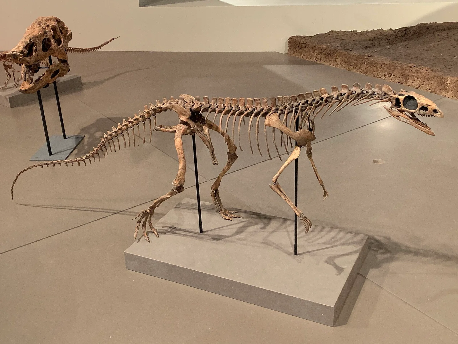 Asilisaurus kongwe