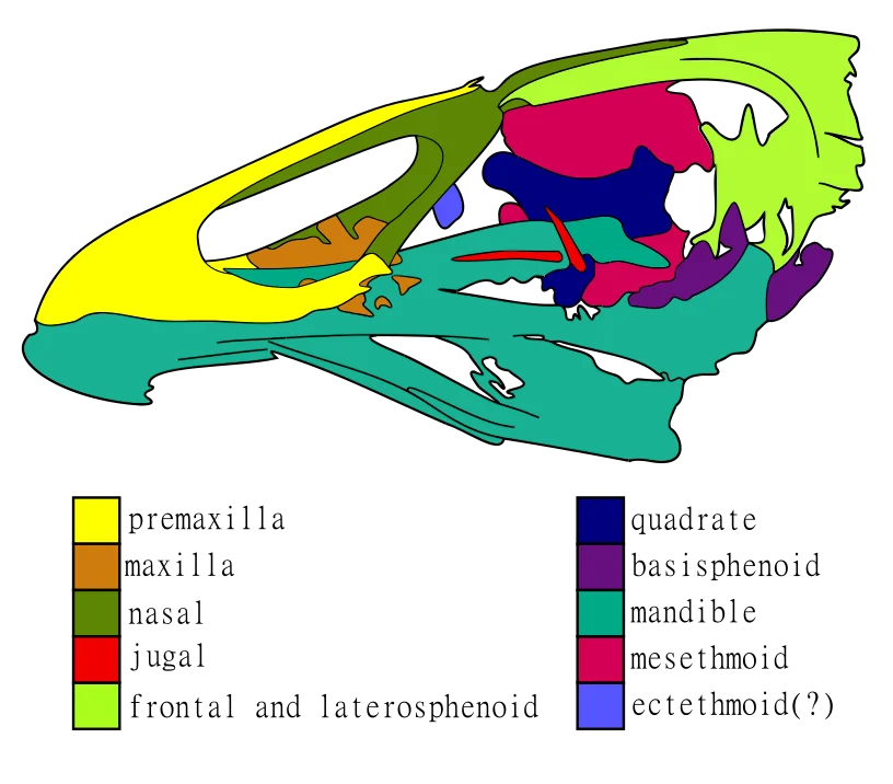 Asteriornis maastrichtensis