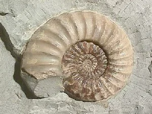 Asteroceras obtusum