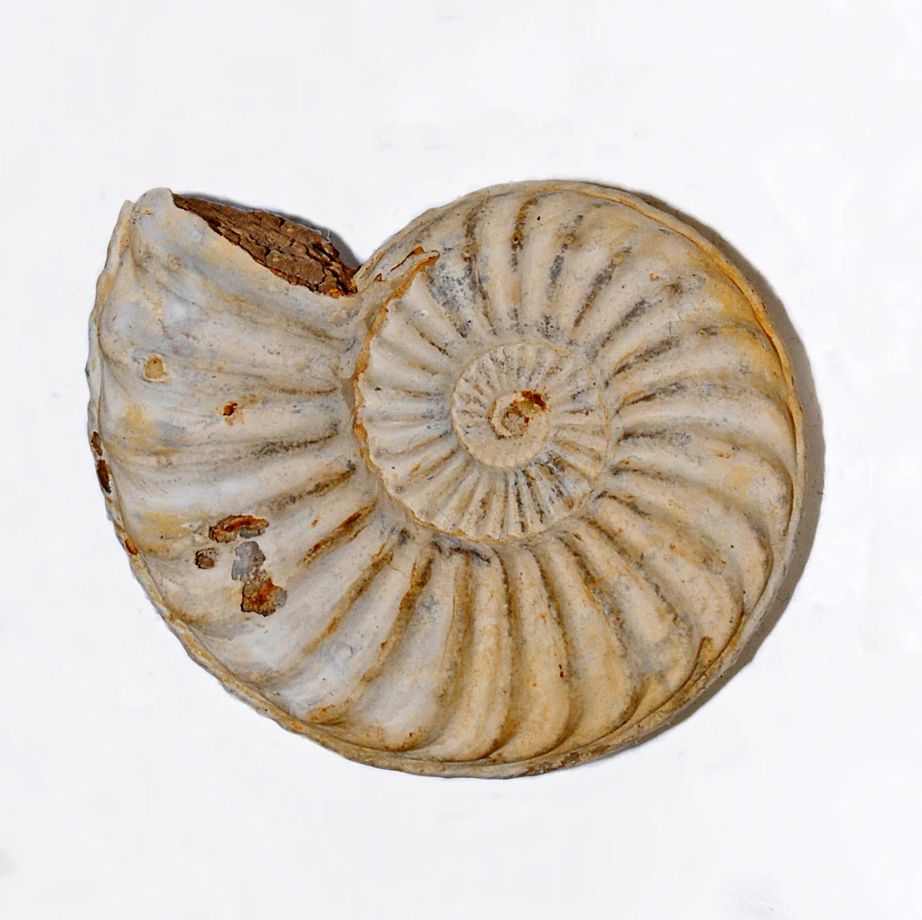 Asteroceras stellare