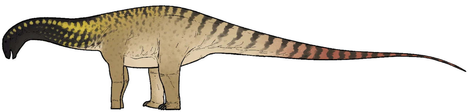 Astigmasaura genuflexa