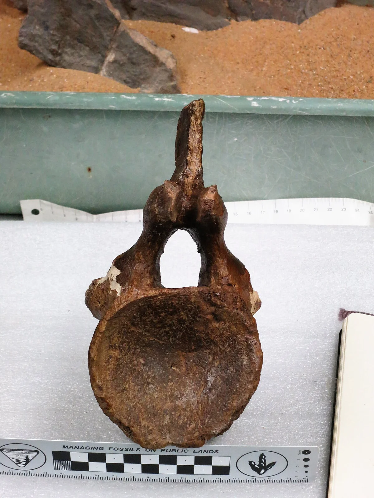 Astrophocaudia slaughteri